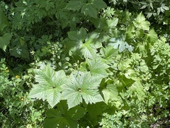 Filipendula palmata
