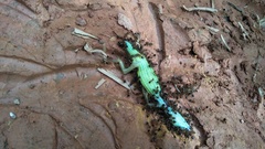 Takydromus intermedius