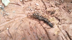 Takydromus intermedius