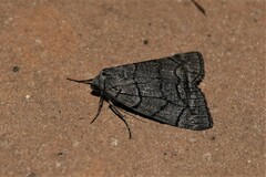 Smyriodes trigramma