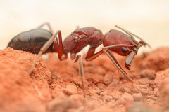 Odontomachus desertorum