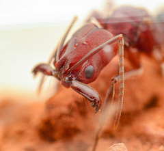 Odontomachus desertorum