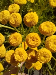 Tanacetum vulgare