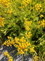 Tanacetum vulgare