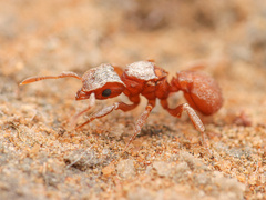 Cyphomyrmex wheeleri
