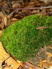 Campylopus flexuosus