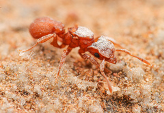 Cyphomyrmex wheeleri