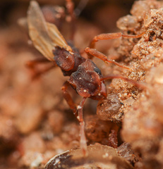 Cyphomyrmex flavidus