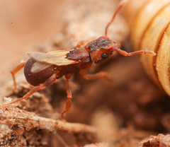 Cyphomyrmex flavidus