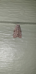 Barasa cymatistis