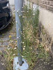 Erigeron acris serotinus