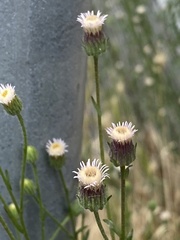Erigeron acris serotinus