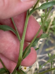 Erigeron acris serotinus
