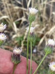 Erigeron acris serotinus
