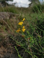 Genista anglica