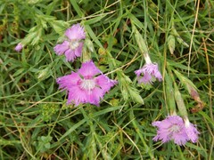 Dianthus gallicus