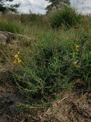 Genista anglica