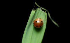 Afidentula bisquadripunctata