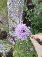 Cirsium arvense