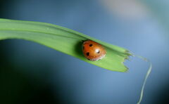 Afidentula bisquadripunctata