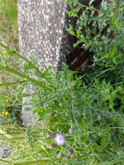 Cirsium arvense
