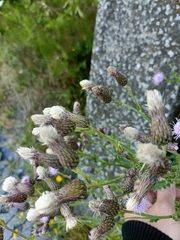 Cirsium arvense