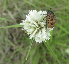 Cyperus niveus leucocephalus