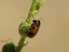 Coptocephala scopolina