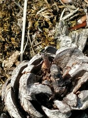 Tachysphex obscuripennis
