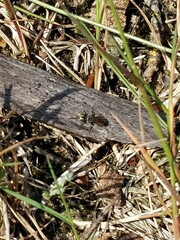 Tachysphex obscuripennis
