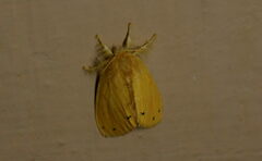 Artaxa guttata