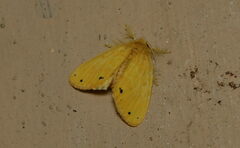 Artaxa guttata