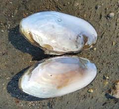 Utterbackiana implicata