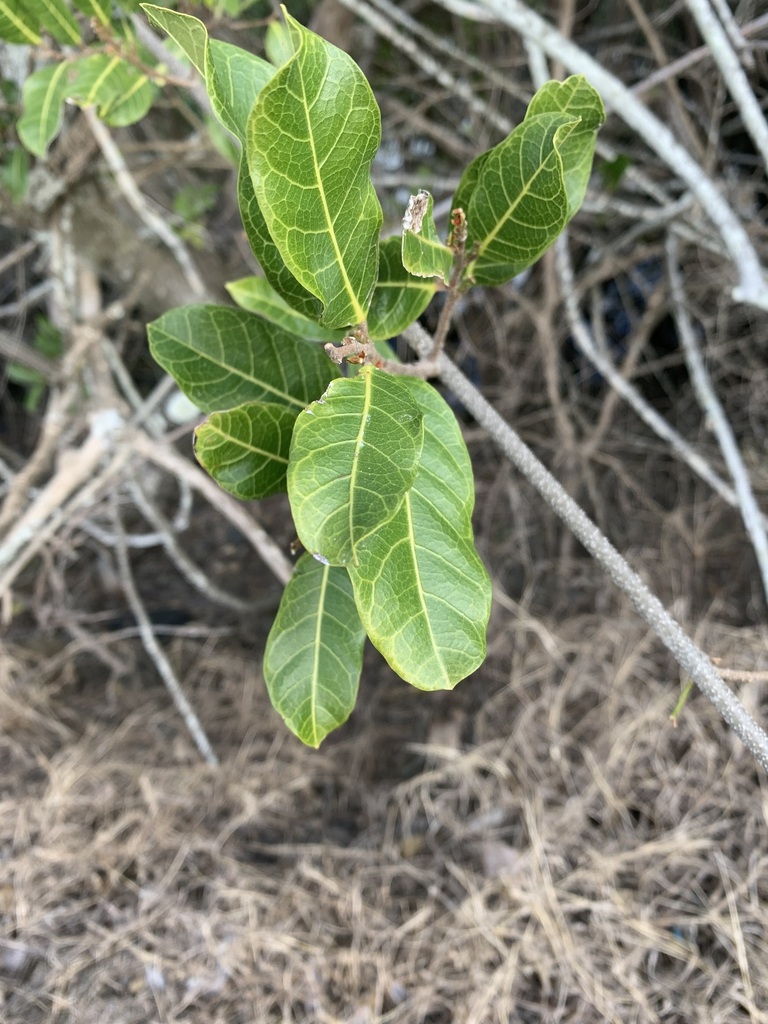 Burnie Vine from Bargara QLD 4670, Australia on June 30, 2022 at 0320