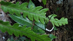 Pidorus