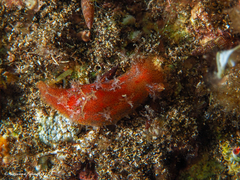 Plocamopherus maderae