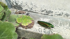 Chrysochroa