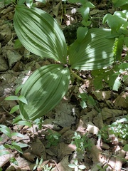 Veratrum nigrum
