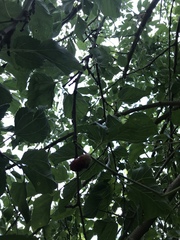 Morus alba