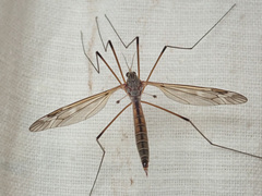 Tipula pseudovariipennis
