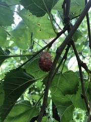 Morus alba
