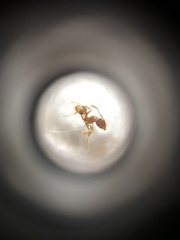 Pheidole fervens