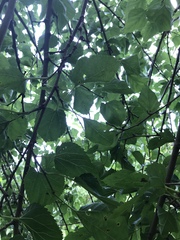 Morus alba