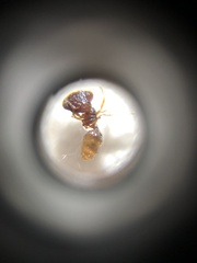 Pheidole fervens