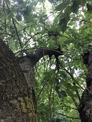 Morus alba