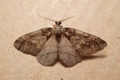 Tephronia lhommaria