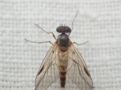 Rhagio lineola
