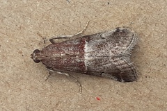 Acrobasis marmorea