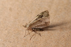 Chloroclystis v-ata