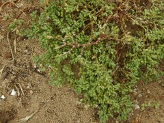 Polycarpon tetraphyllum tetraphyllum
